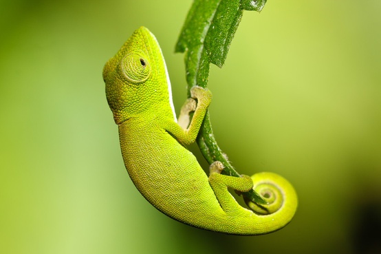 Photo:  Baby Chameleon